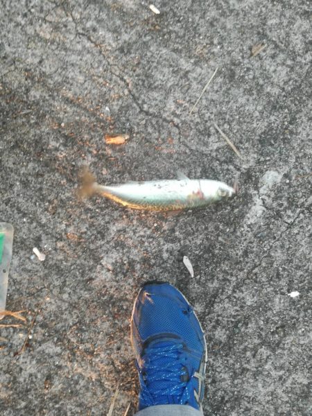 ケーソンタチウオ調査