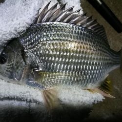 南港カモメ大橋ヘチ釣行 （シーバス67ｃｍ、キビレチヌ、ガシラ、釣果有り）