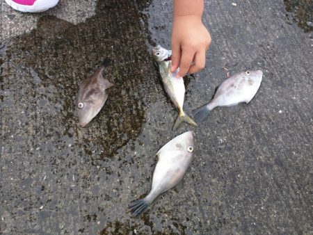 カワハギ、アジ