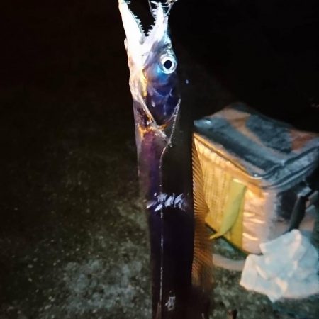 台風前にタチウオ短時間釣行