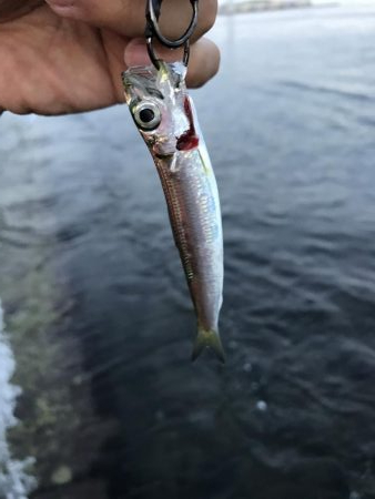 ベイトわんさか