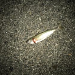 久しぶりに連続ヒット