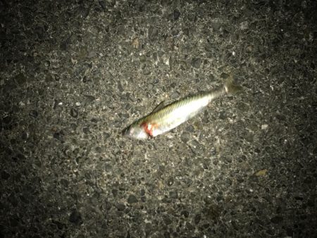 久しぶりに連続ヒット