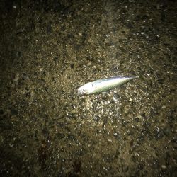 サバ、サゴシ、ハマチ