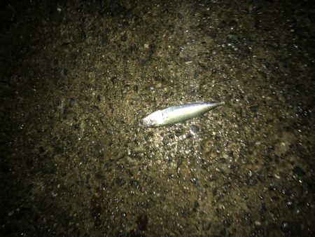 サバ、サゴシ、ハマチ