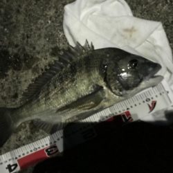 安定のサナギフカセ