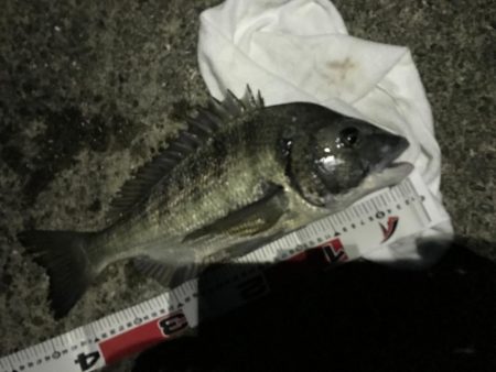 安定のサナギフカセ