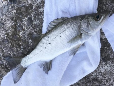 メッキがいない！