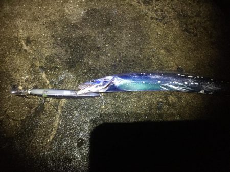 波高い中のタチウオ