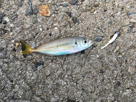 豆アジは難しい