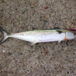 サゴシファイブ