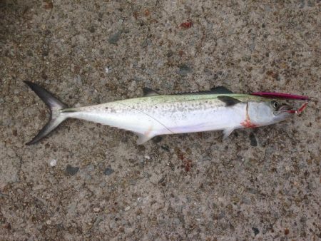 サゴシファイブ