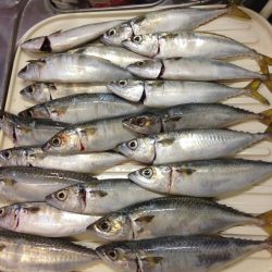 タチウオ…じゃなくてサバ釣り