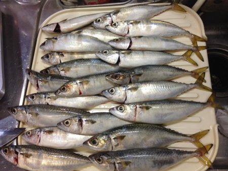 タチウオ...じゃなくてサバ釣り