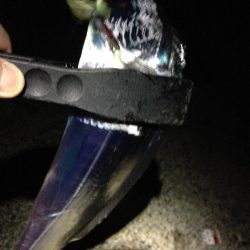 活性が低いタチウオは