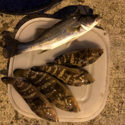 セイゴ　アコウ