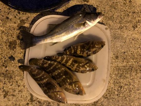 セイゴ　アコウ