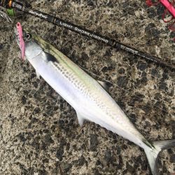 サゴシ・タチウオ