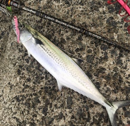 サゴシ・タチウオ