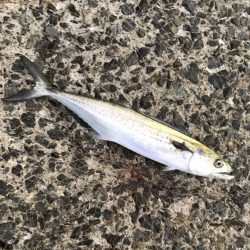 サゴシ・タチウオ