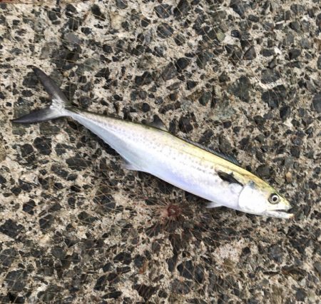 サゴシ・タチウオ