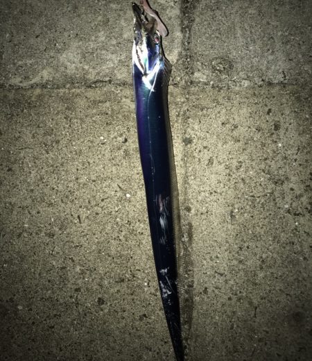 ツバス・タチウオ