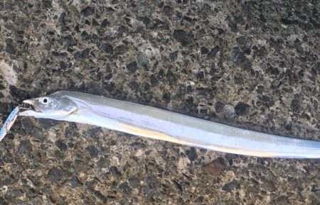 タチウオ・サバ