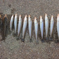 初秋のキス釣り