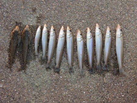 初秋のキス釣り