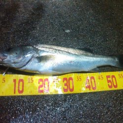 ひさびさのシーバス