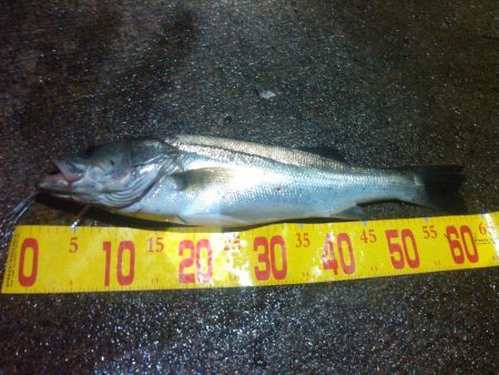 ひさびさのシーバス