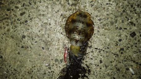 ナイトエギング