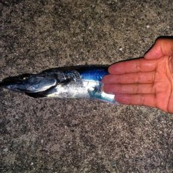 太刀魚のウキ釣り