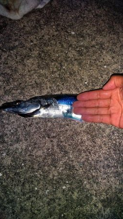 太刀魚のウキ釣り