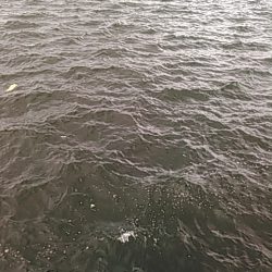 ライトショアジギング