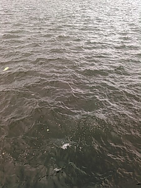 ライトショアジギング