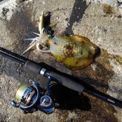 越前海岸でエギングetc.