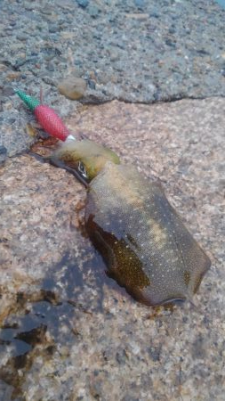 雨の中のイカさん調査