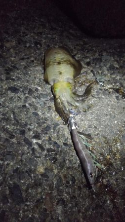 仕事帰りにちょこっとエギング