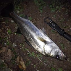 リバーシーバス