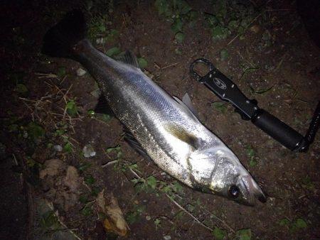 リバーシーバス