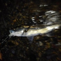 リバーシーバス