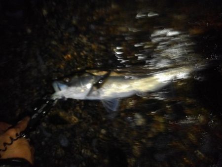 リバーシーバス