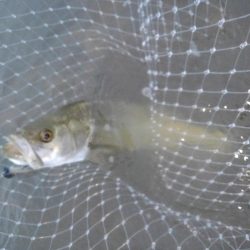 リバーシーバス