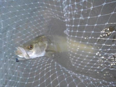 リバーシーバス