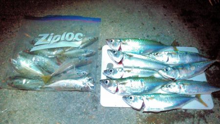 鳴門でアジング