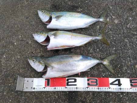 鳴門でショアジギング