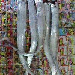 太刀爆釣ならず