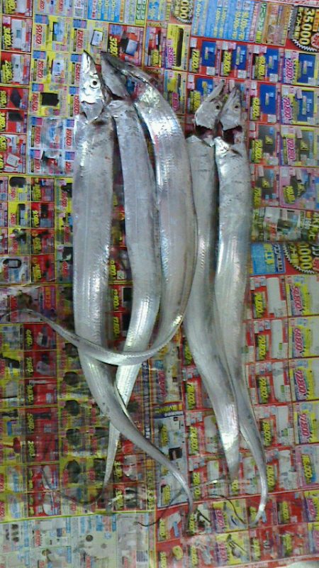 太刀爆釣ならず