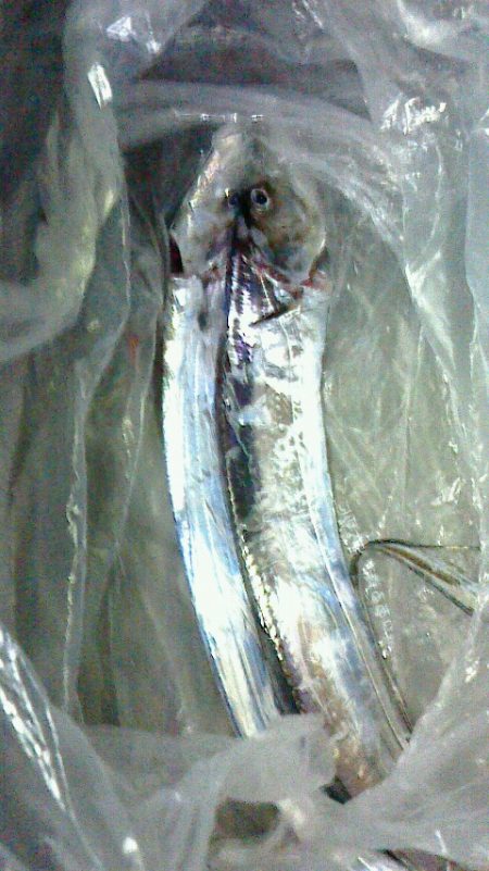 夕マズメ前にショアジギ